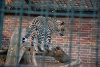 Imagine atasata: Zoo Berlin 0769.JPG